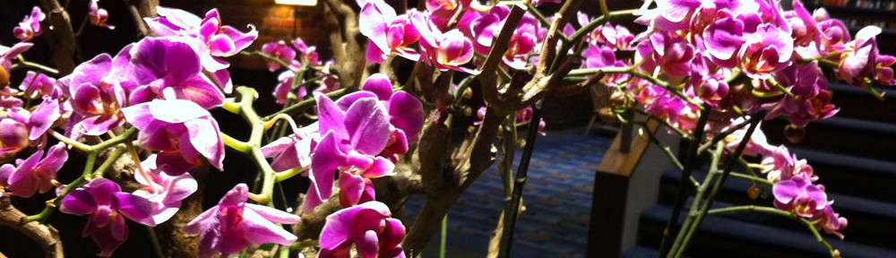 Orchids in the Charles Hotel lobby
