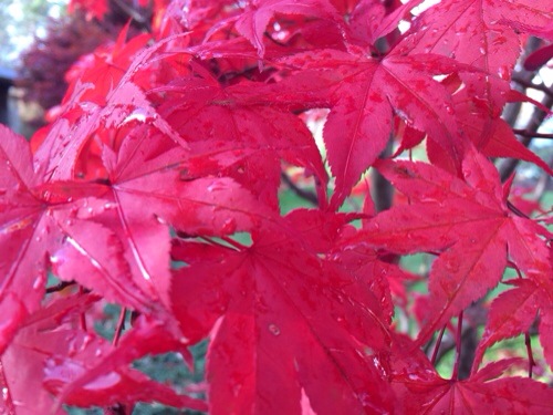 Japanese maple leaves in November